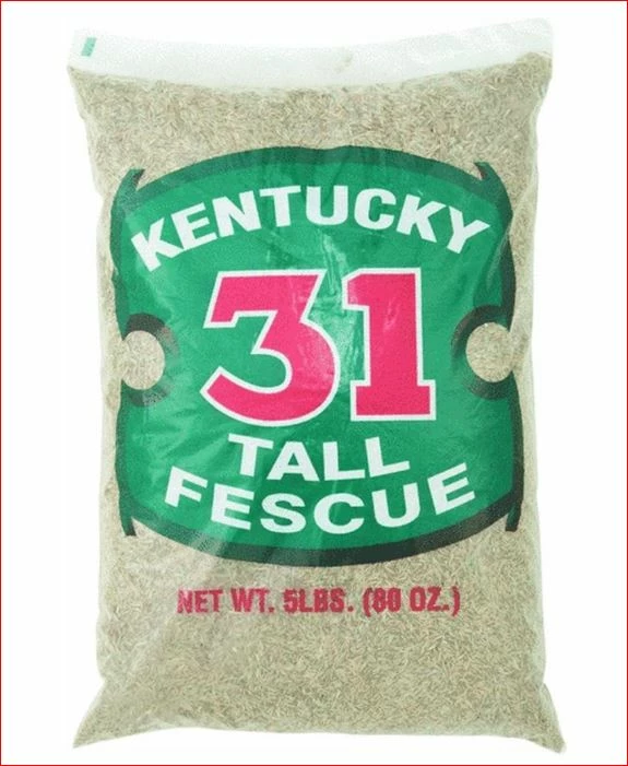 Barenbrug Kentucky 31 Tall Fescue Sun/Shade Grass Seed 5 Lb. 1 Barenbrug Kentucky 31 Tall Fescue Sun/Shade Grass Seed 5 Lb.