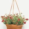 Bloem Dura Cotta Hanging Basket Planter Terra Cotta 12 In Garden Supplies